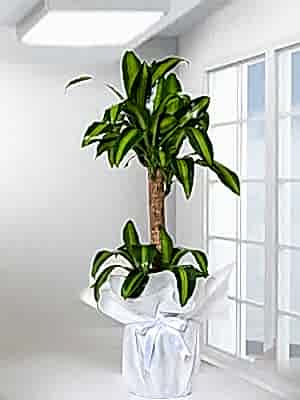 �K�L� MASENGENA