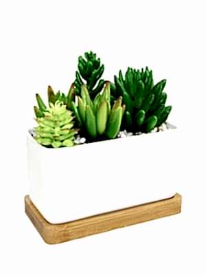 Seramikte Succulent 2