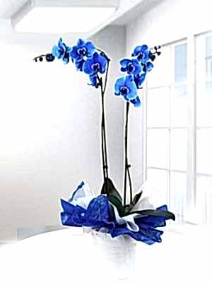 2 Dall� Mavi Orkide