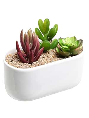 Seramikte Succulent