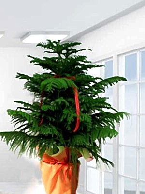 ARAKORYA SALON �AMI