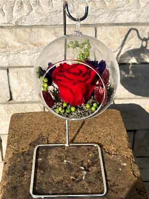 Ask�da K�rm�z� Solmayan G�l