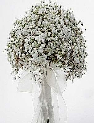 �ans �i�e�i ( cipsofilya )