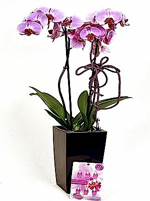 �ki Dall� Fu�ya Orkide