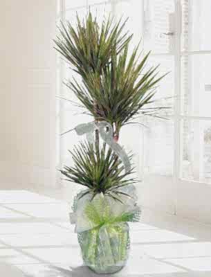 ��L� MARGENETA