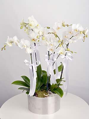 5 Dal Beyaz Orkide