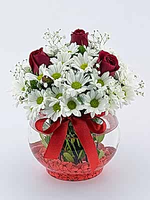 Fanusta Papatya G�l