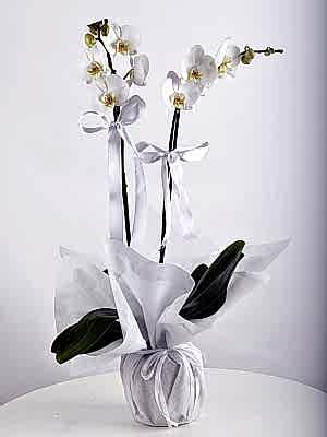 Ikili Beyaz Orkide