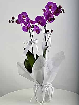 �kili Mor Orkide