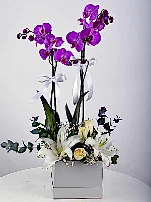 Kutuda �kili Orkide ve G�l