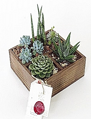 Ah�ap Kutuda Teraryum