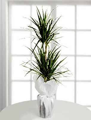 �K�L� MARGENETA