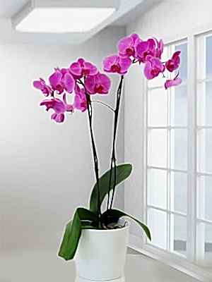 2 Dall� Fu�ya Orkide