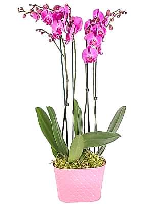 D�rt Dal Fu�ya Orkide 