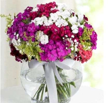 Fanusta Rengarek H�sn�yusuflar