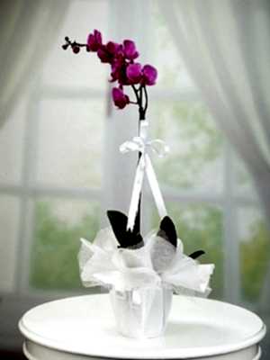 Tek Dal Pembe Orkide